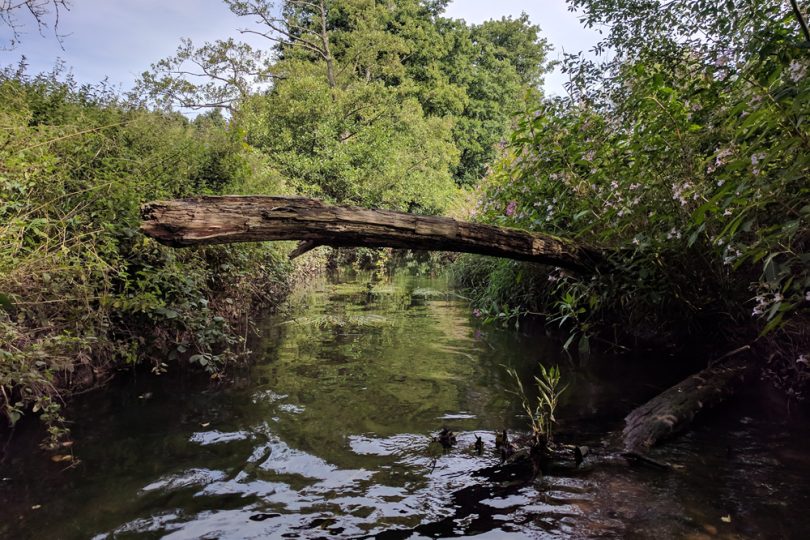 River with tree across