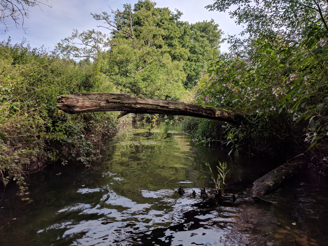 River with tree across