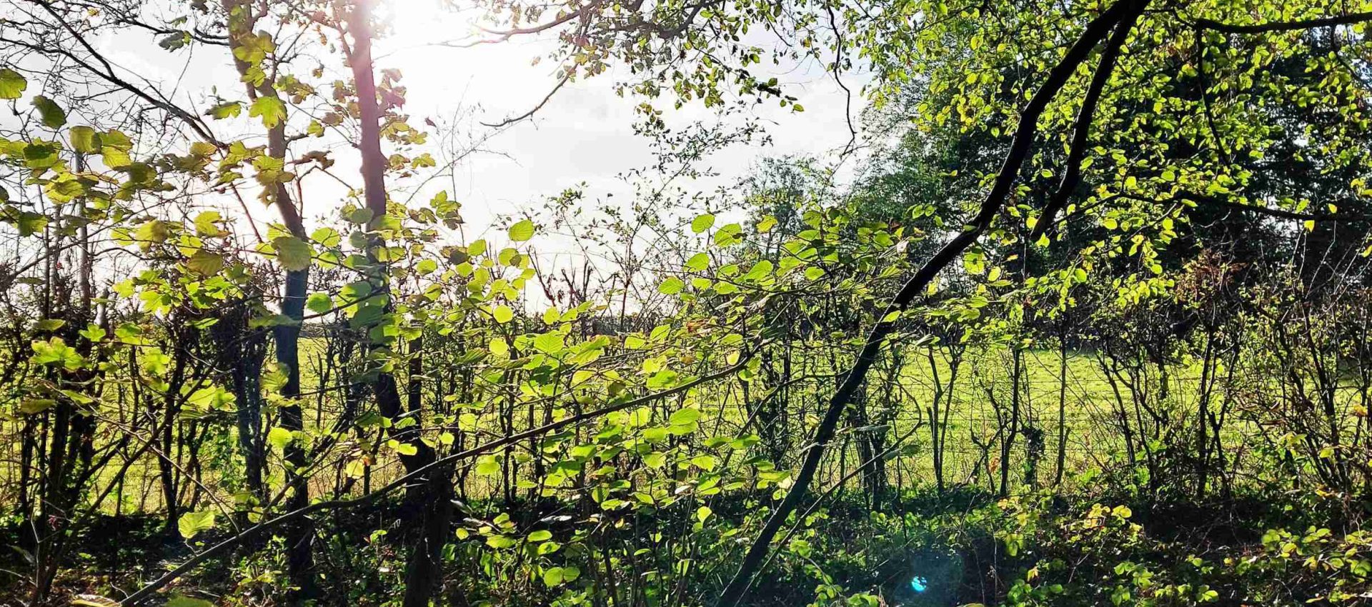 Trees with sun shining through