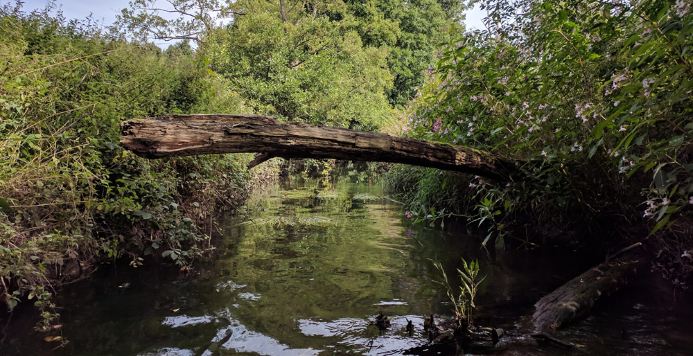 River with tree across