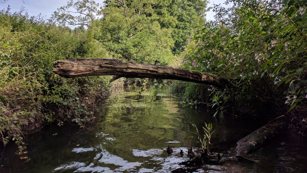 River with tree across