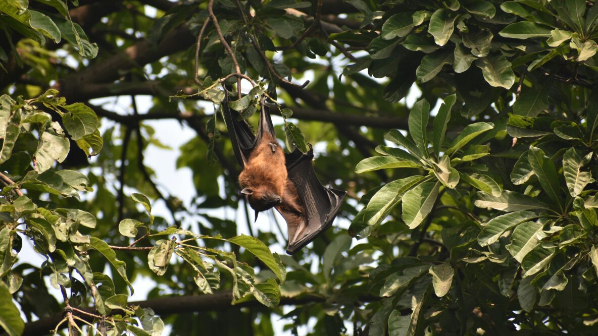 Bat hanging in a tree