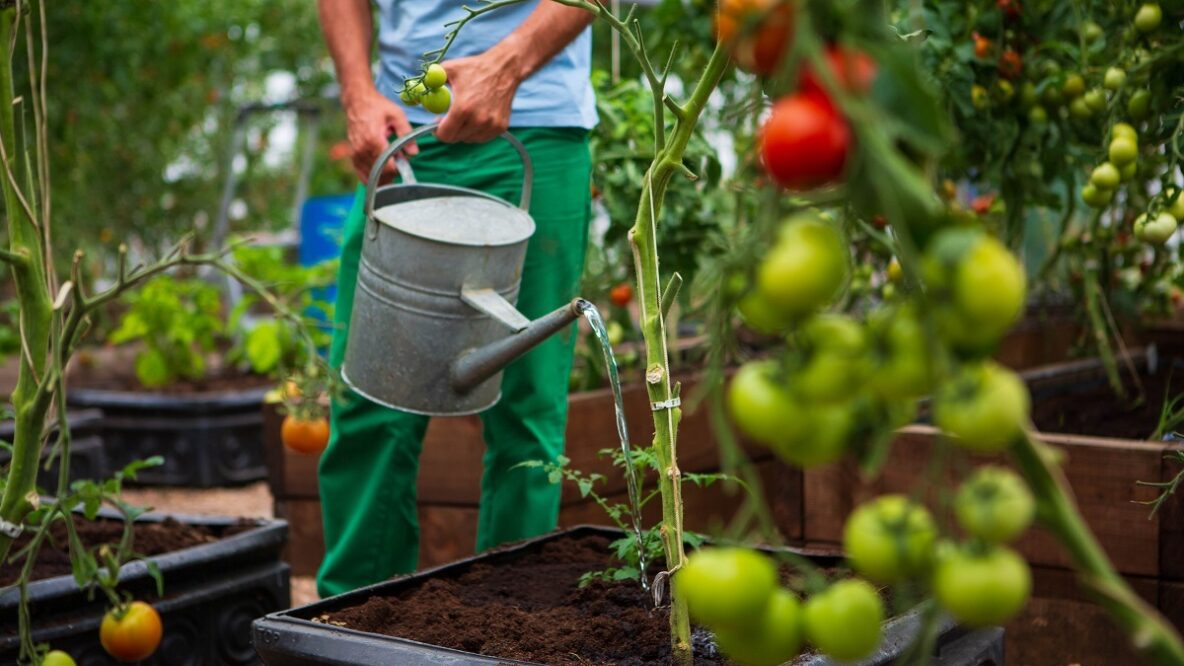 A prisoner at HMP Glasgow watering tomatoes